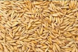 owies-paszowy-dla-koni-kaczek-kroilka-ziarno-zboze-20kg