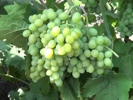 winorosl-hibernal-sadzonka-10-15-cm-mrozoodporna-odmiana-na-biale-wino