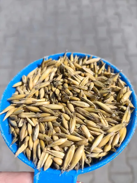 OWIES ziarno pasza karma drób konie trzoda alpaki 20kg