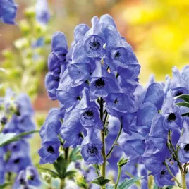 aconitum-tojad-mocny-niebieski-1-szt-sadzonka-sadzonki-bulwa-pieknosc