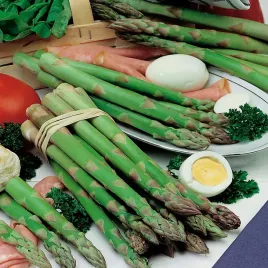 asparagus-szparag-gijnlim-szparagi-sadzonki-zielone-karpy-1-szt