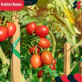 zestaw-25x-tyczki-paliki-drewniane-do-pomidorow-warzyw-krzewy-podpora-150cm