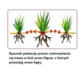 trawa-substral-samozageszczajaca-renowacja-trawnik-5kg-odporna-na-deptanie