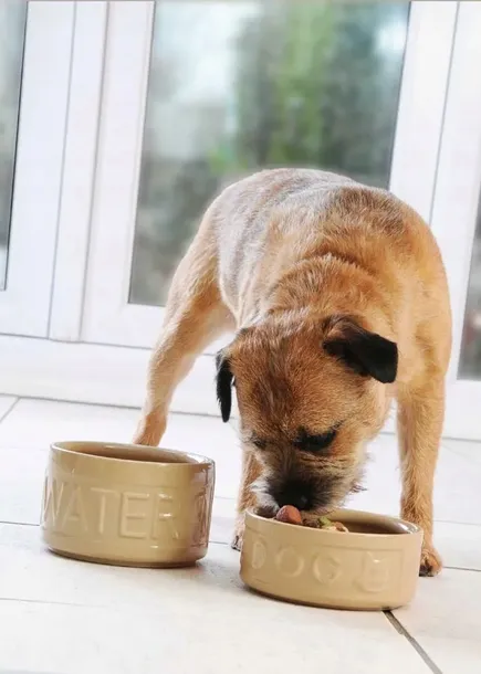 mc-miska-na-wode-20-cm-petware-cane-stan-nowy-material-miska-ceramiczna