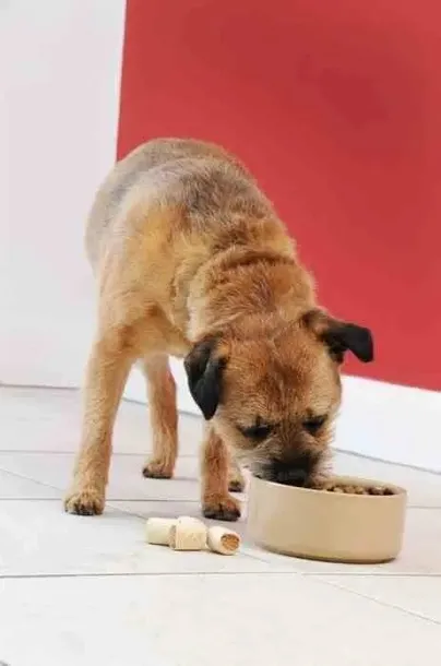 mc-miska-dla-psa-20-cm-petware-cane-pojemnosc-1-l