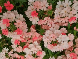 werbena-pomaranczowa-vanessa-vepita-peach-sadzonka-p9-kwiaty-na-balkon