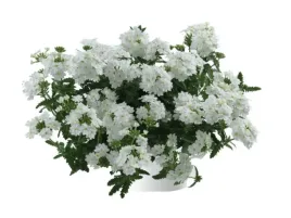 werbena-biala-vanessa-white-biale-kwiaty-sadzonka-p9