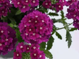 werbena-fioletowa-vanessa-magenta-sadzonka-p9-piekne-kwiaty-na-balkon