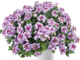 werbena-fioletowa-vanessa-compact-bicolor-purple-sadzonka-p9-kolorowe-kwiat