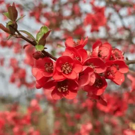 pigwowiec-posredni-chaenomeles-fire-dance-xl-c2-40cm