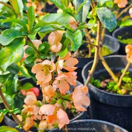 pigwowiec-posredni-chaenomeles-salmon-horizon-xl-c2-40cm