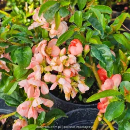pigwowiec-posredni-chaenomeles-pink-trail-xl-c2-40cm