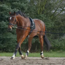 pomoc-do-lonzowania-waldhausen-pessoa-pony-cob