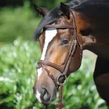 oglowie-kavalkade-lorenz-1-pony-brazowy-stan-nowy