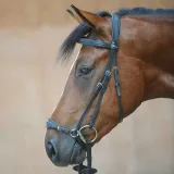 oglowie-kavalkade-hanowerski-2-cob-marka-kavalkade