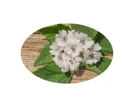 suplement-equiherbs-prawoslaz-ziele-1-kg