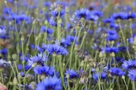 chaber-blawatek-nasiona-do-siewu-laka-kwietna-piekna-i-kolorowa-50g