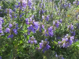 pszczelnik-moldawski-laka-kwietna-roslina-miododajna-nasiona-do-siewu-50g