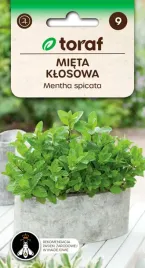 mieta-klosowa-nasiona-ziola-roslina-miododajna-01-g