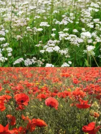 mak-polny-krwawnik-pospolity-na-lake-do-siewu-nasiona-piekne-kwiaty-100g