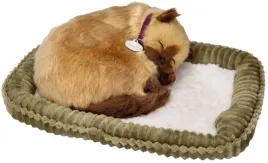 zaadoptuj-mnie-kociak-syjamski-oddychajacy-perfect-petzzz