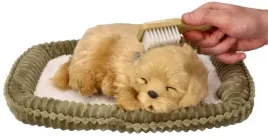 zaadoptuj-oddychajacego-szczeniaczka-golden-retriever-perfect-petzzz