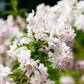 zylistek-rozowy-campanulata-jeden-z-najpiekniejszych-2l