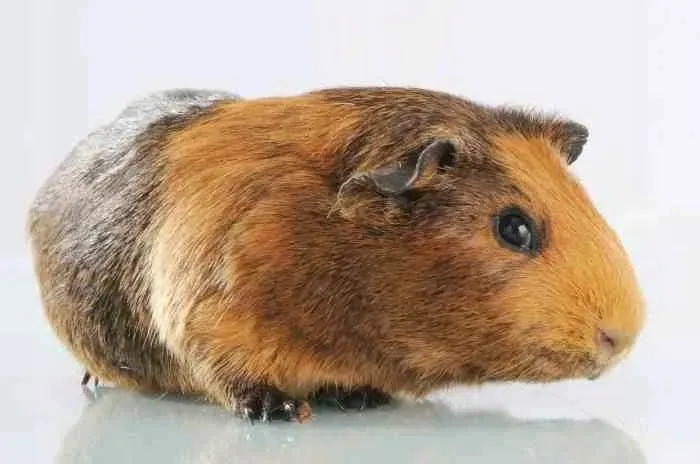 mc-miska-dla-psa-13-cm-petware-cane-material-miski-ceramiczne