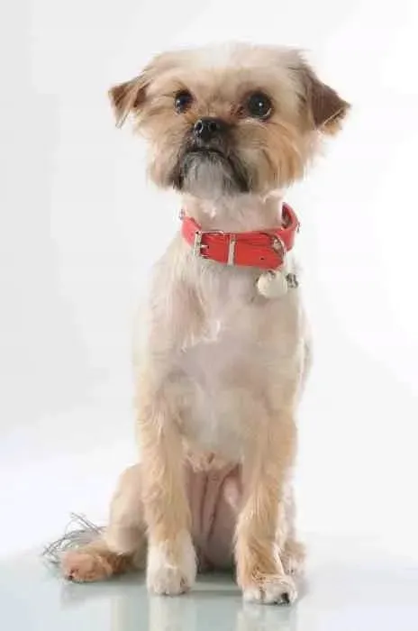 mc-miska-dla-psa-13-cm-petware-cane-stan-nowy