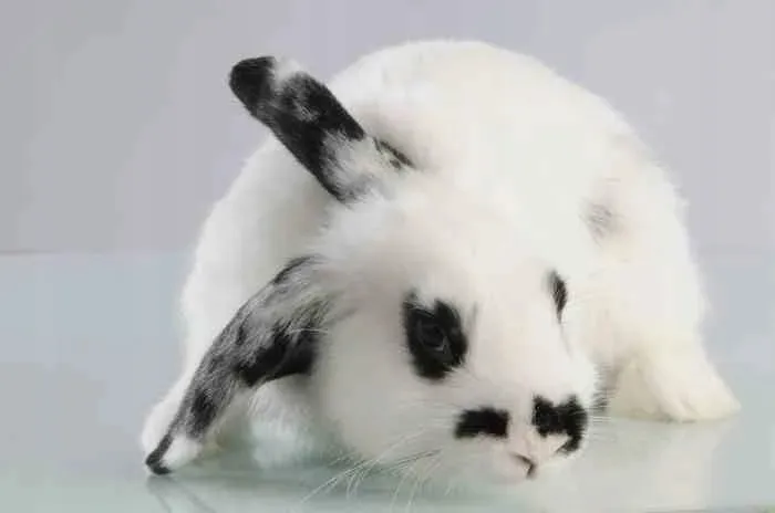 mc-miska-dla-psa-13-cm-petware-cane-srednica-13-cm