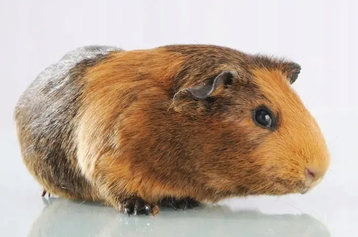 mc-miska-dla-psa-13-cm-petware-cane-marka-mason-cash