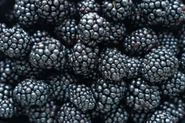 herbata-na-cieplo-i-zimno-aronia-jezyna-owocowa-ekspresowa-loyd-20szt-50g
