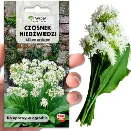 czosnek-niedzwiedzi-nasiona-ziol-naturalny-antybiotyk-wieloletni-50-nasion