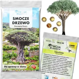 dracena-smocza-nasiona-smocze-drzewo-dragon-tree-5-szt-nasion