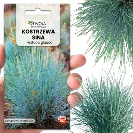 kostrzewa-sina-festuca-glauca-mrozoodporna-niebieska-trawa-nasiona-600-szt