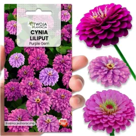 nasiona-cynia-daliowa-fioletowa-liliput-purple-gem-na-rabaty-100-nasion