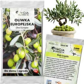 oliwka-europejska-nasiona-drzewo-oliwne-olea-europaea-wieczne-drzewo-5-szt