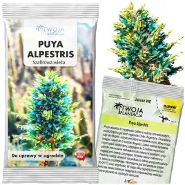 nasiona-puya-alpestris-szafirowa-wieza-tower-piekna-turkusowa-5-nasion