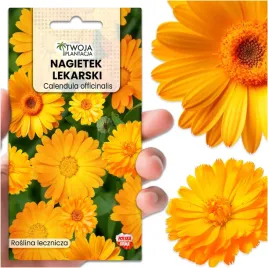 nagietek-lekarski-ozdobny-i-leczniczy-calendula-officinalis-ziola-do-ogrodu