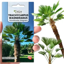 palma-mrozoodporna-trachycarpus-wagnerianus-nasiona-do-ogrodu-szorstkowiec