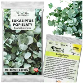 nasiona-eukaliptusa-popielatego-eucalyptus-cinerea-12-stopni-mrozoodporny