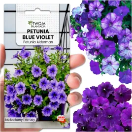 petunia-blue-violet-alderman-nasiona-fioletowa-niebieska-900-szt-nasion