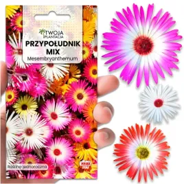 przypoludnik-nasiona-latwy-w-uprawie-na-suche-miejsca-600-swiezych-nasion