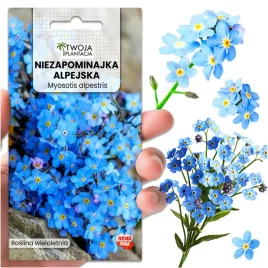 niezapominajka-niebieska-nasiona-wieloletnia-drobne-kwiaty-500-nasion