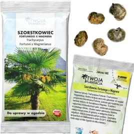 palma-mrozoodporna-nasiona-trachycarpus-fortunei-x-wagnerianus-hybryda-5szt