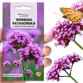 werbena-patagonska-miododajna-do-ogrodu-verbena-bonariensis-400-nasion
