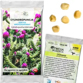 cylindropuntia-imbricata-nasiona-kaktus-jadalny-mrozoodporny-5-nasion