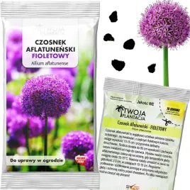 czosnek-ozdobny-fioletowy-nasiona-do-ogrodu-allium-wielki-5-nasion