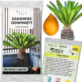 sagowiec-odwiniety-nasiona-cycas-revoluta-cykas-palma-1-sztuka