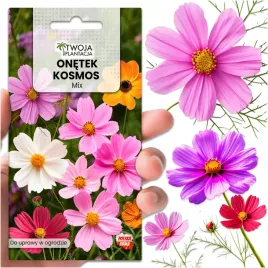 onetek-kosmos-cosmos-mix-mieszanka-nasiona-kwiatow-160-swiezych-nasion